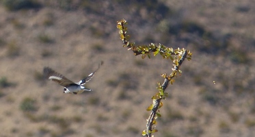 Loggerhead Shrike in flight